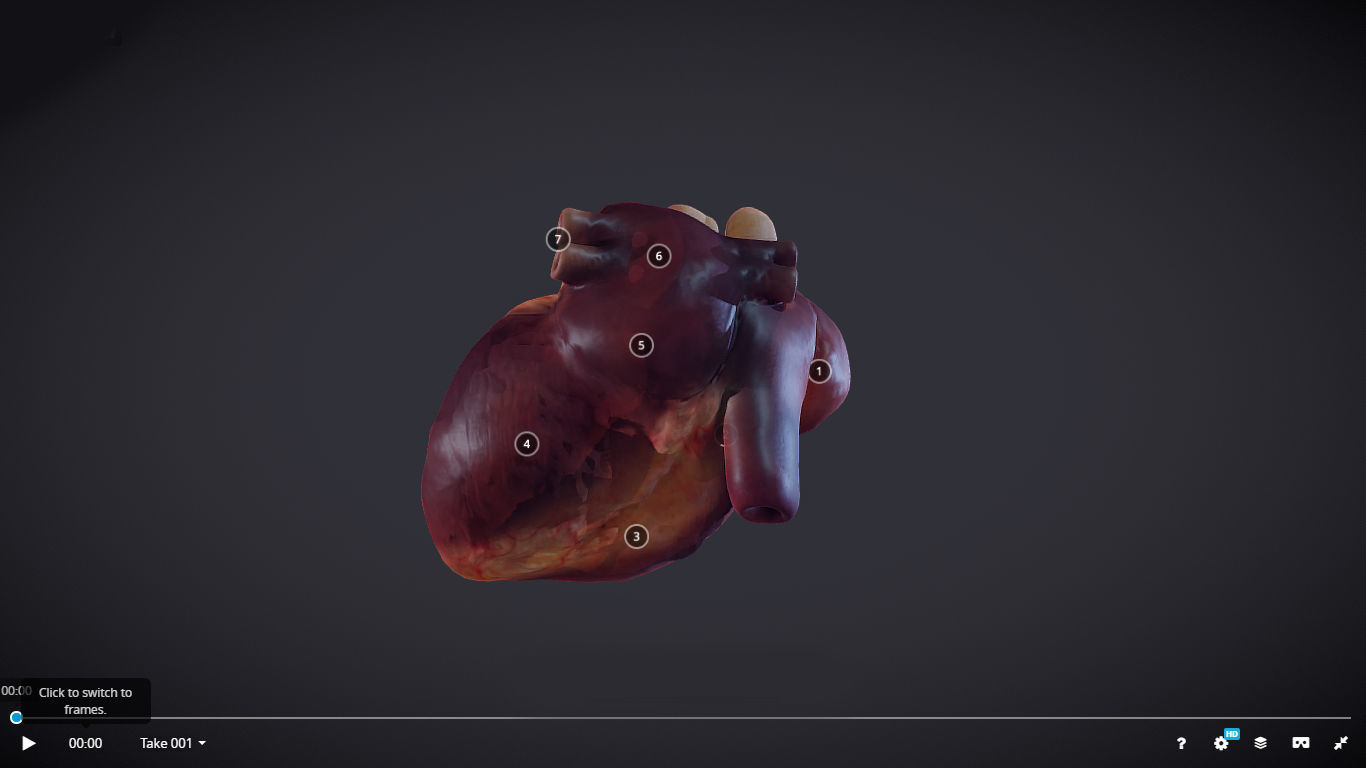 Heart Cross Section Animation Low-poly 3D model_21