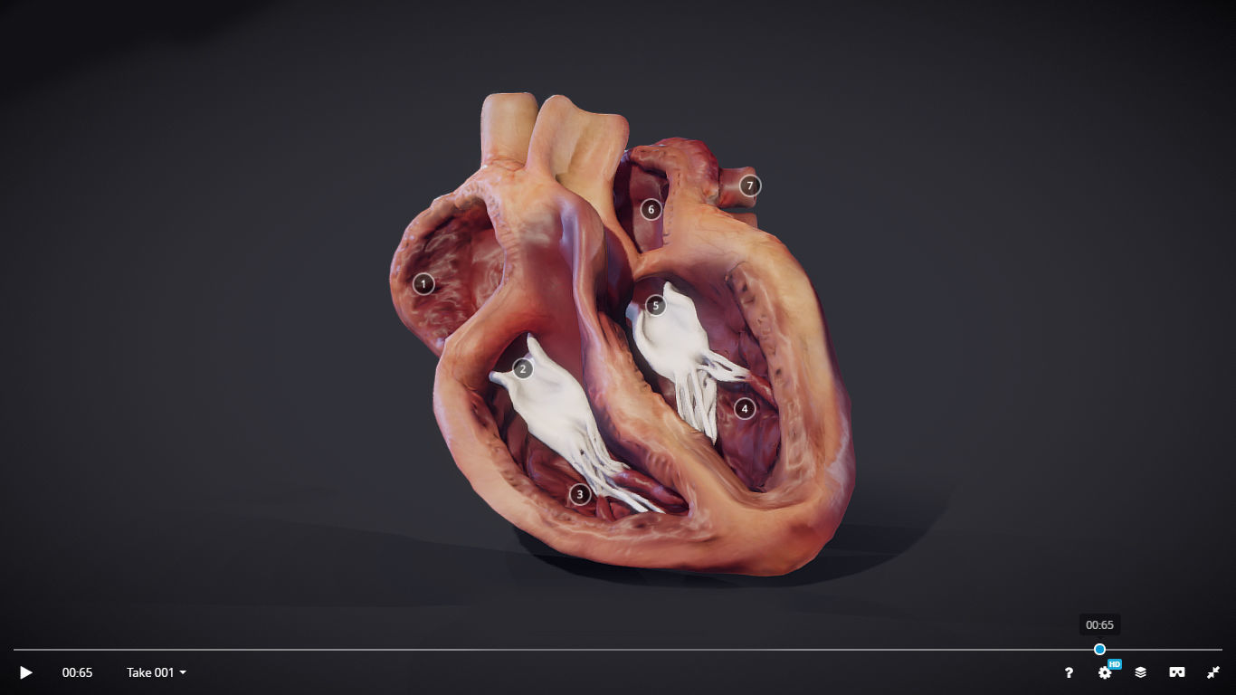 Heart Cross Section Animation Low-poly 3D model_10