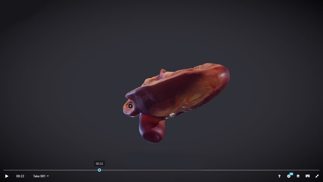 Heart Cross Section Animation Low-poly 3D model_32