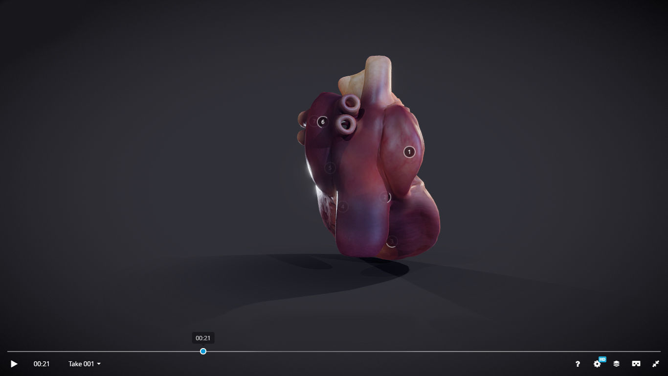 Heart Cross Section Animation Low-poly 3D model_25