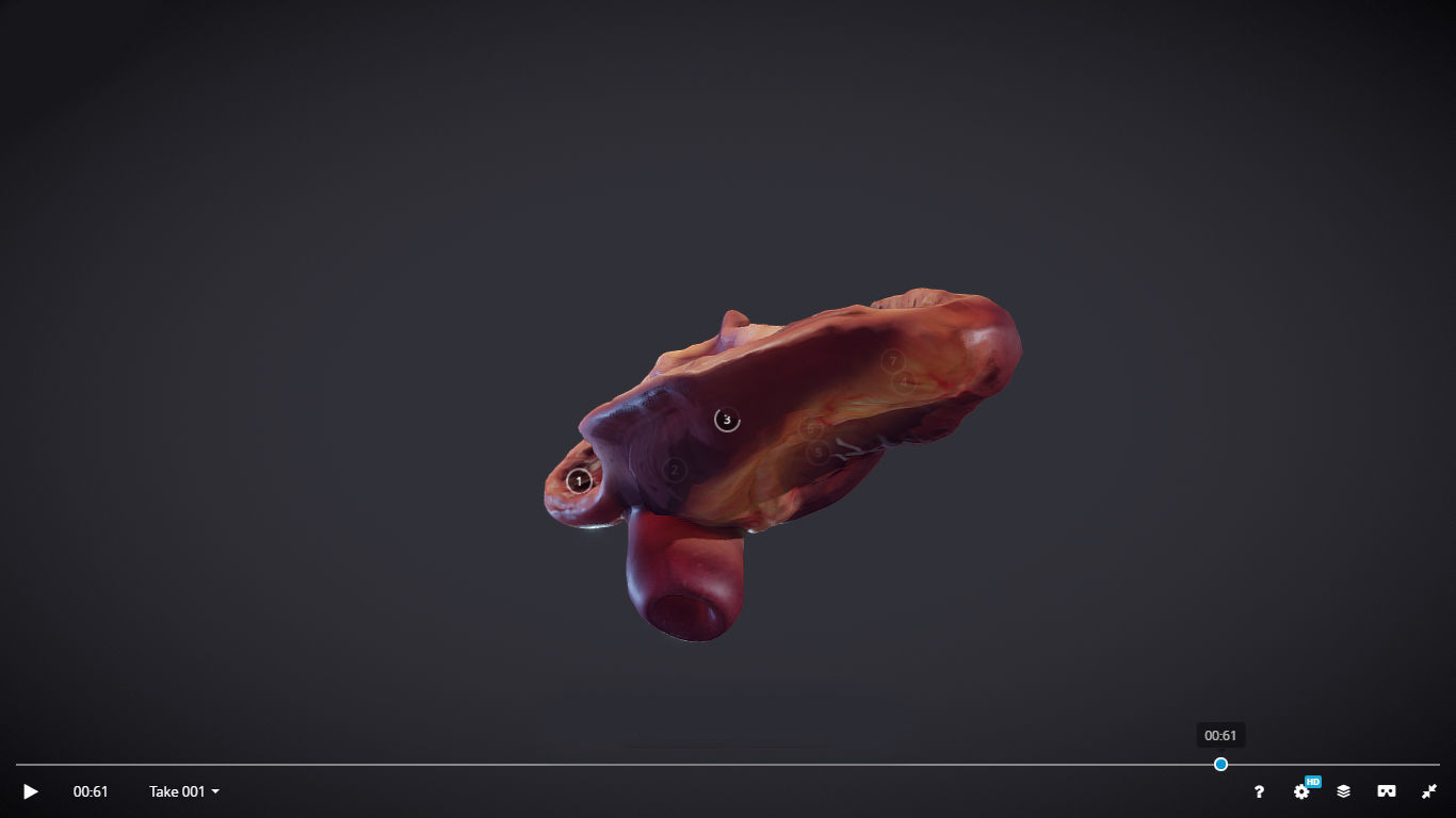 Heart Cross Section Animation Low-poly 3D model_33