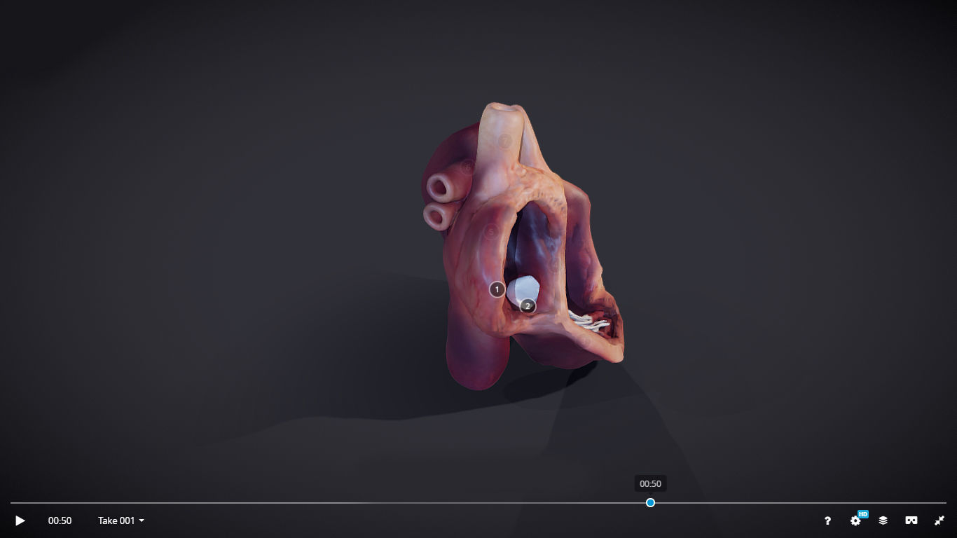 Heart Cross Section Animation Low-poly 3D model_28