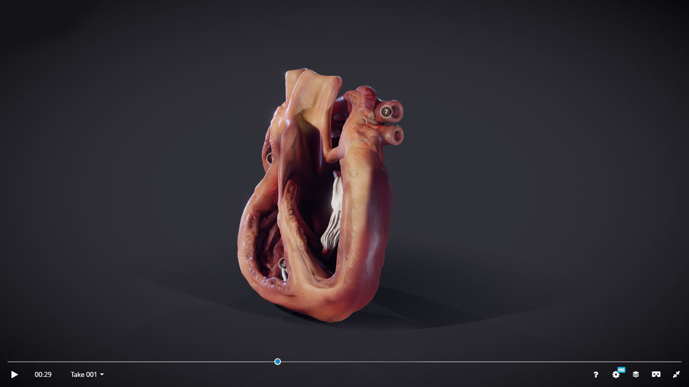 Heart Cross Section Animation Low-poly 3D model_13