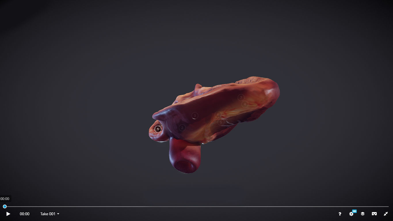 Heart Cross Section Animation Low-poly 3D model_31