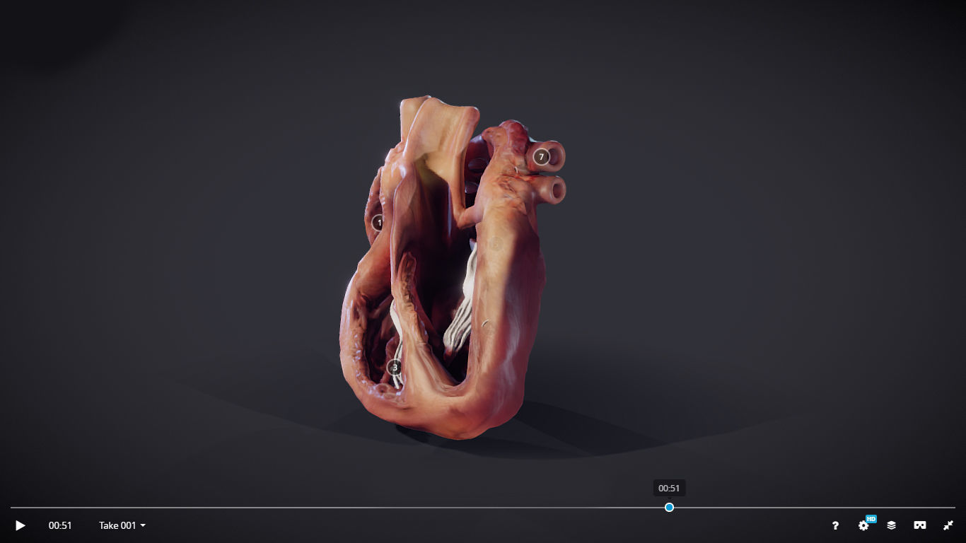 Heart Cross Section Animation Low-poly 3D model_14