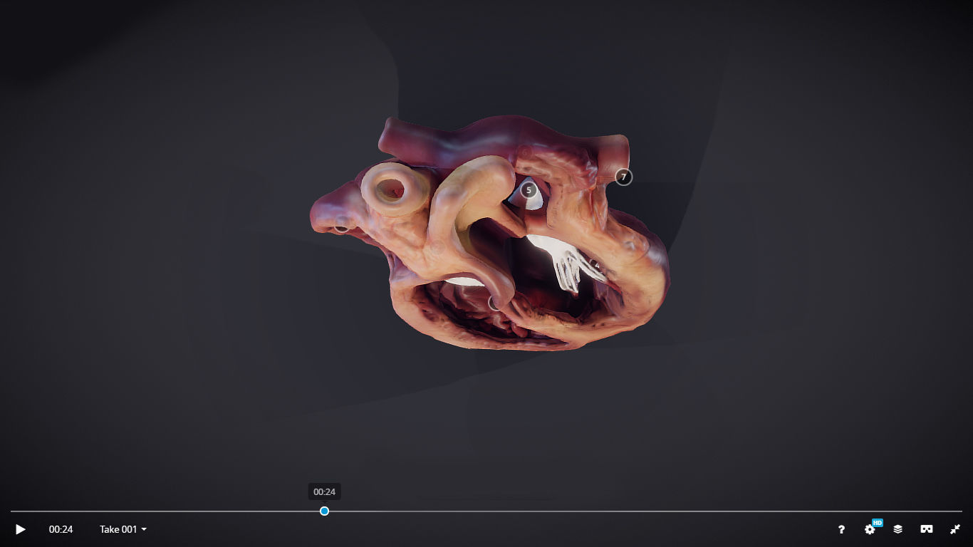 Heart Cross Section Animation Low-poly 3D model_30
