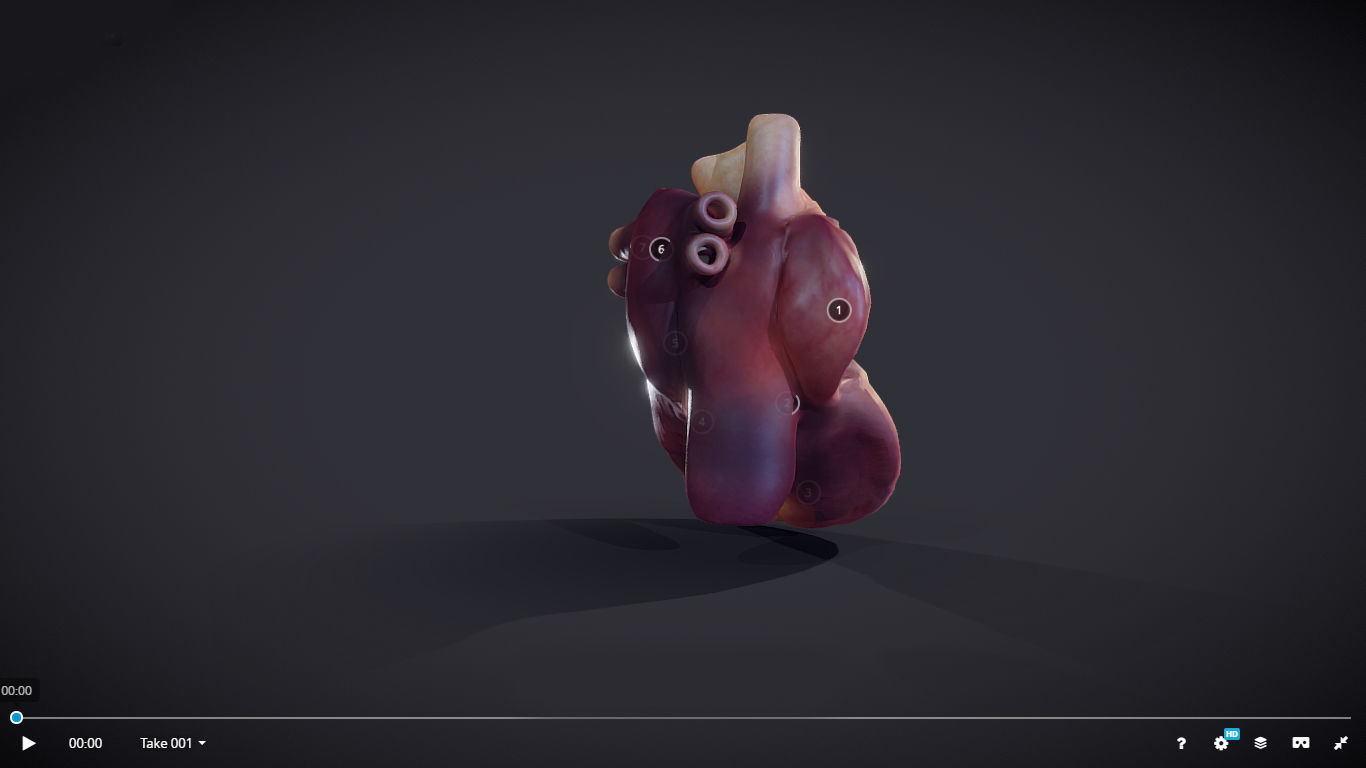 Heart Cross Section Animation Low-poly 3D model_24
