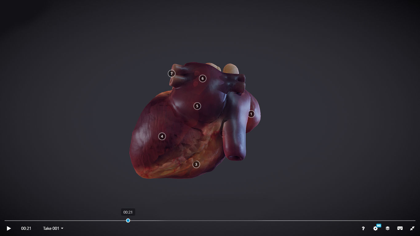 Heart Cross Section Animation Low-poly 3D model_22