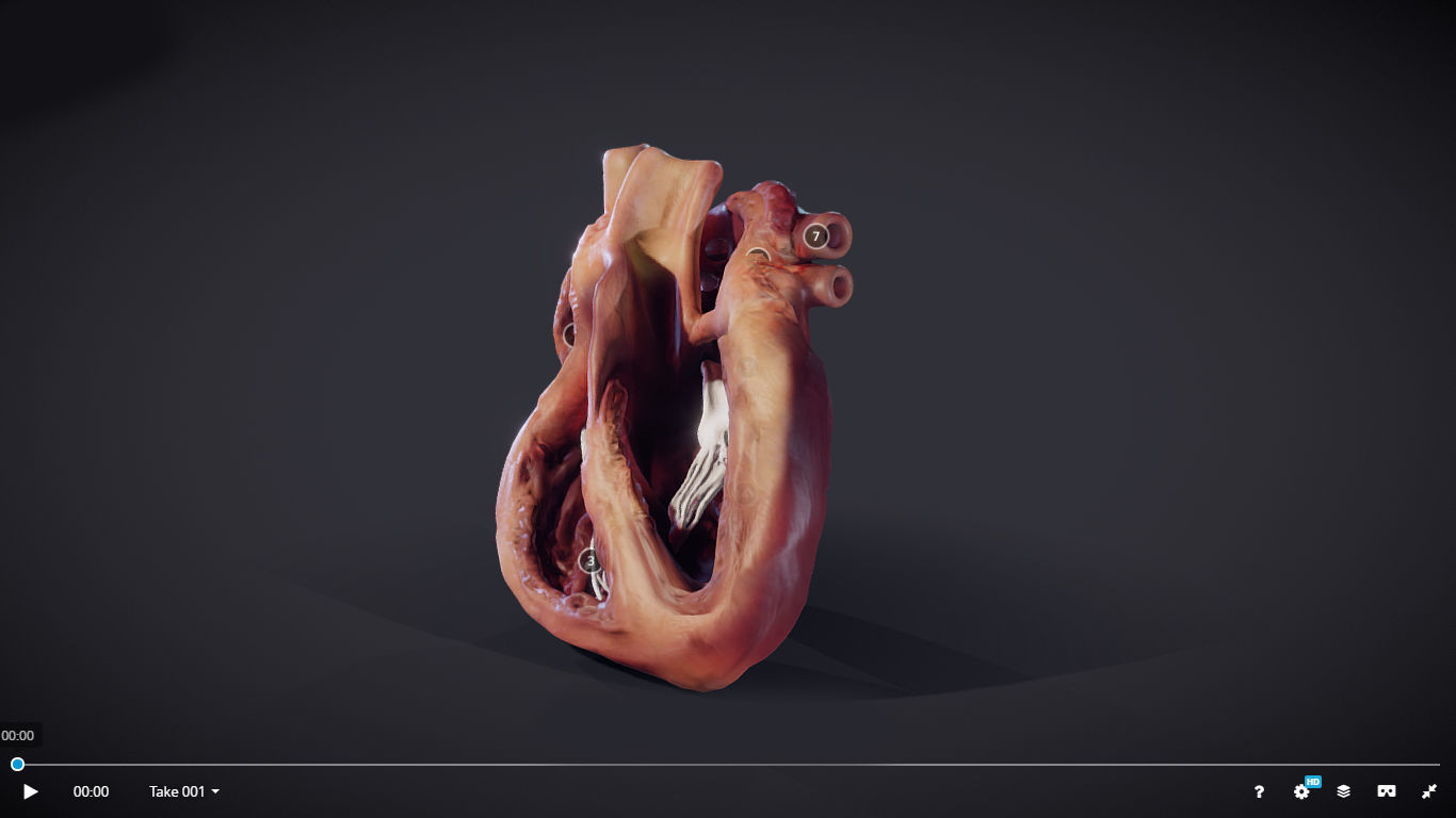 Heart Cross Section Animation Low-poly 3D model_11