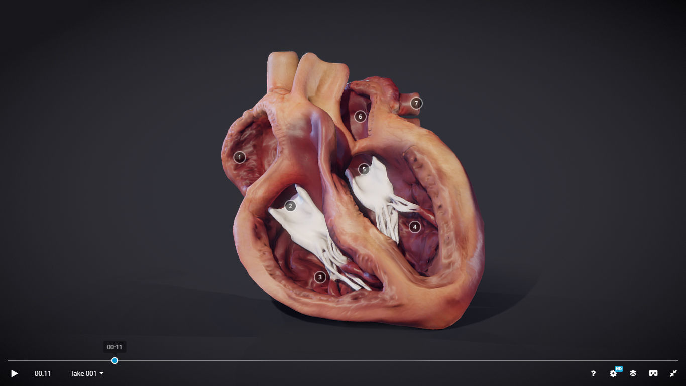 Heart Cross Section Animation Low-poly 3D model_1