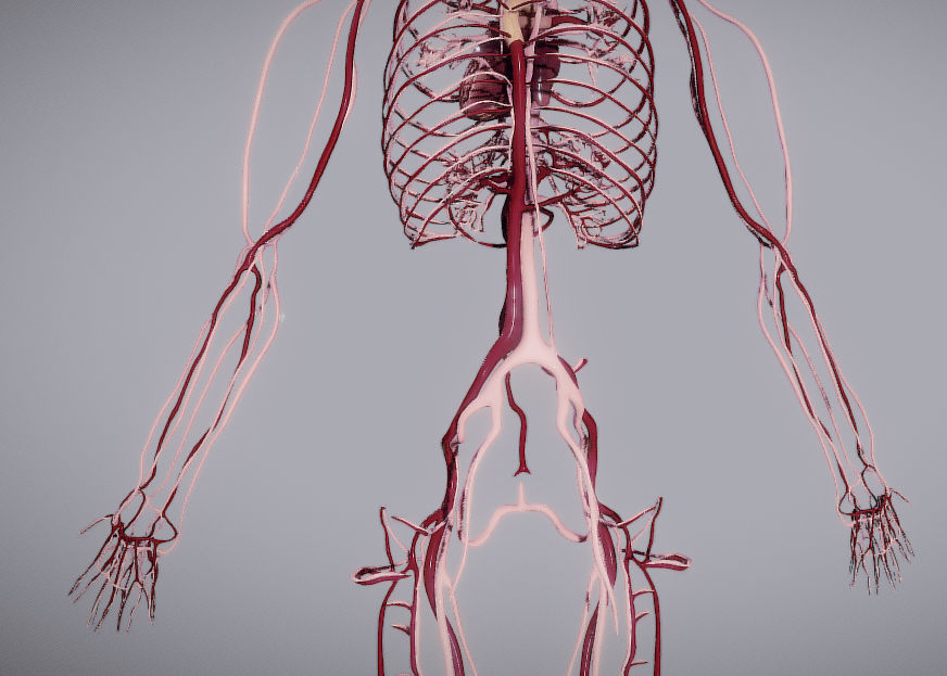 CardioVascular System Low-poly 3D model_21