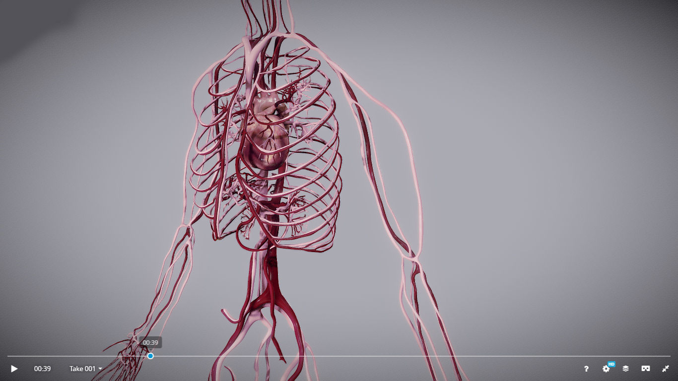 CardioVascular System Low-poly 3D model_2