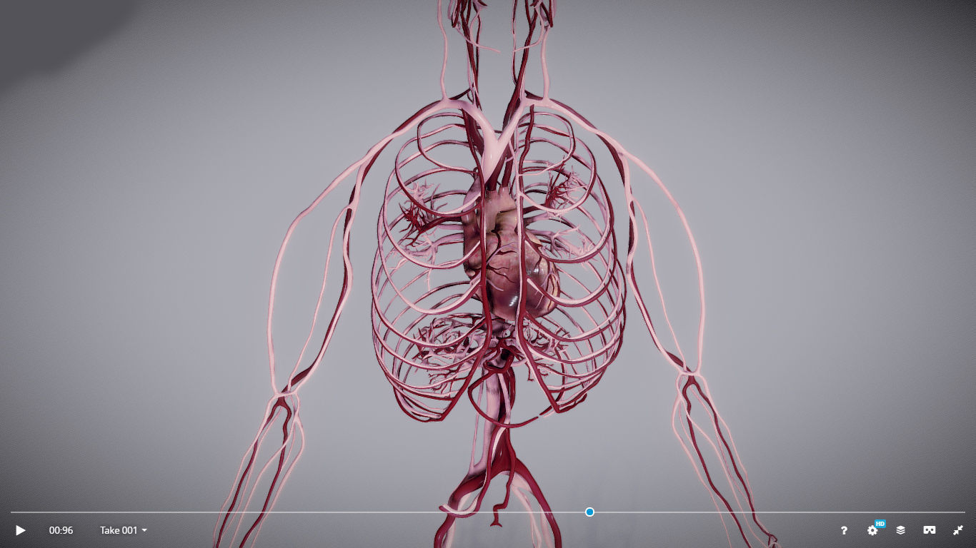CardioVascular System Low-poly 3D model_9