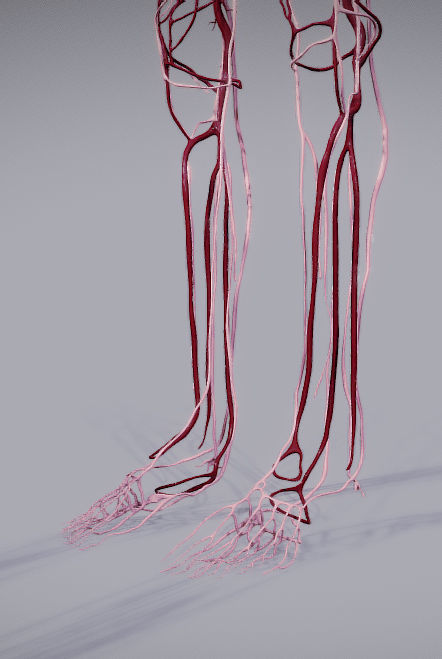 CardioVascular System Low-poly 3D model_26