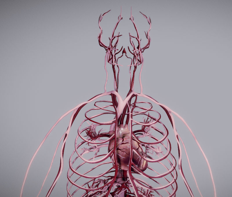CardioVascular System Low-poly 3D model_4