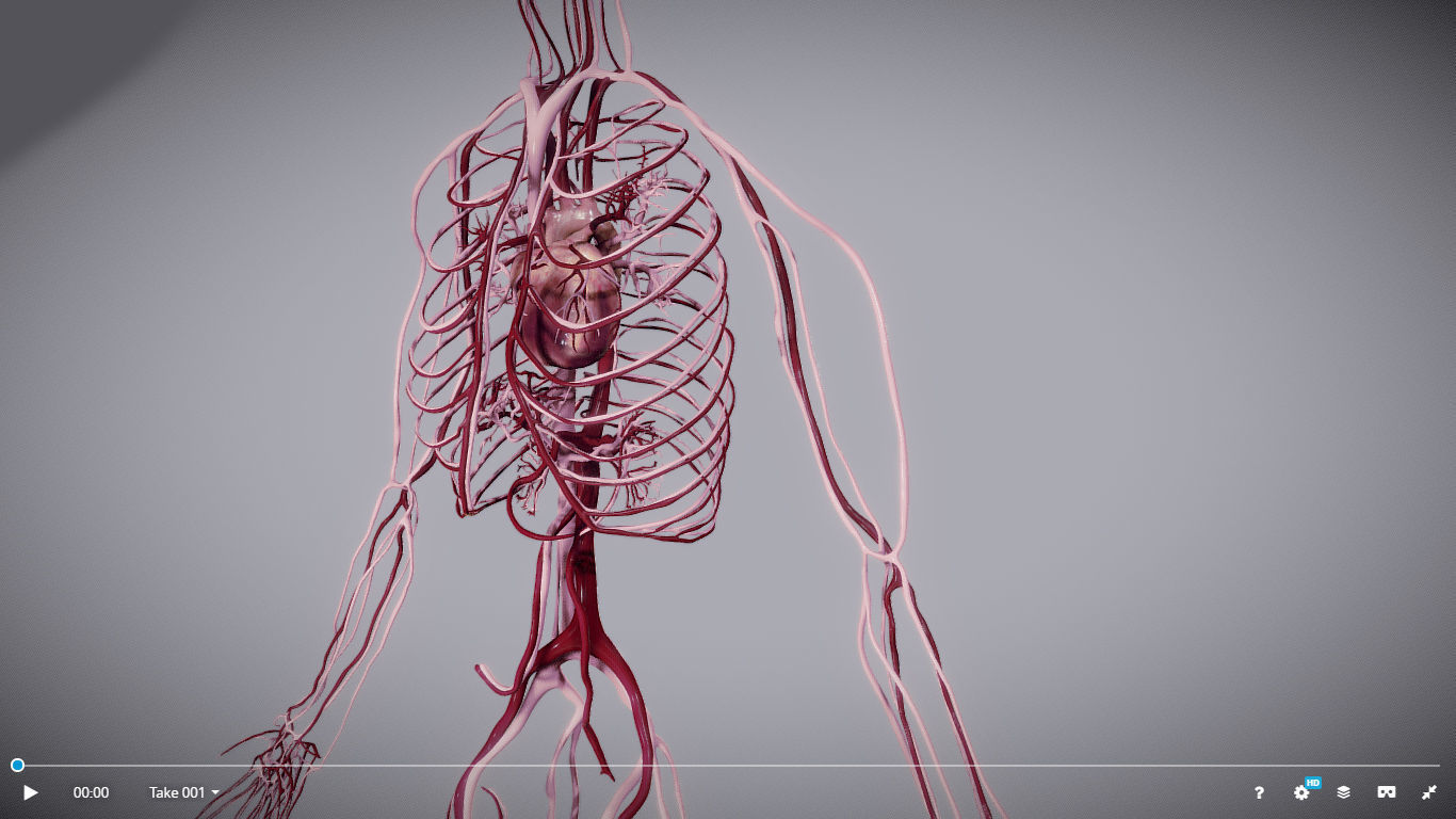 CardioVascular System Low-poly 3D model_11
