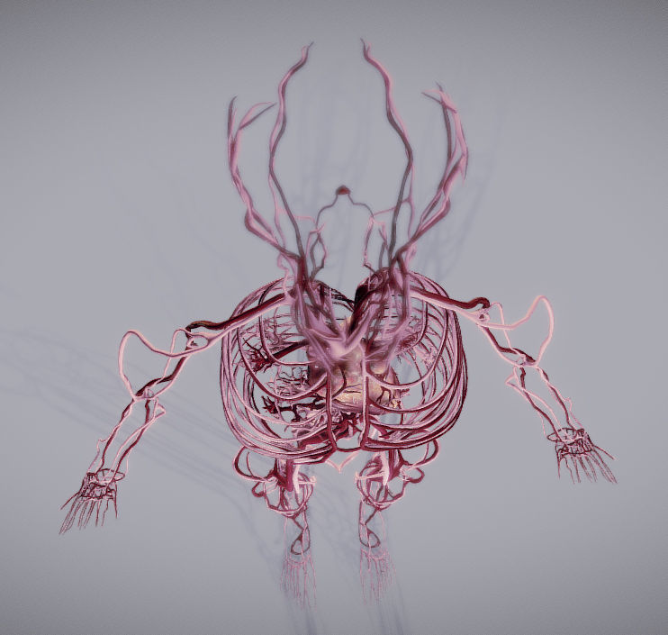 CardioVascular System Low-poly 3D model_29