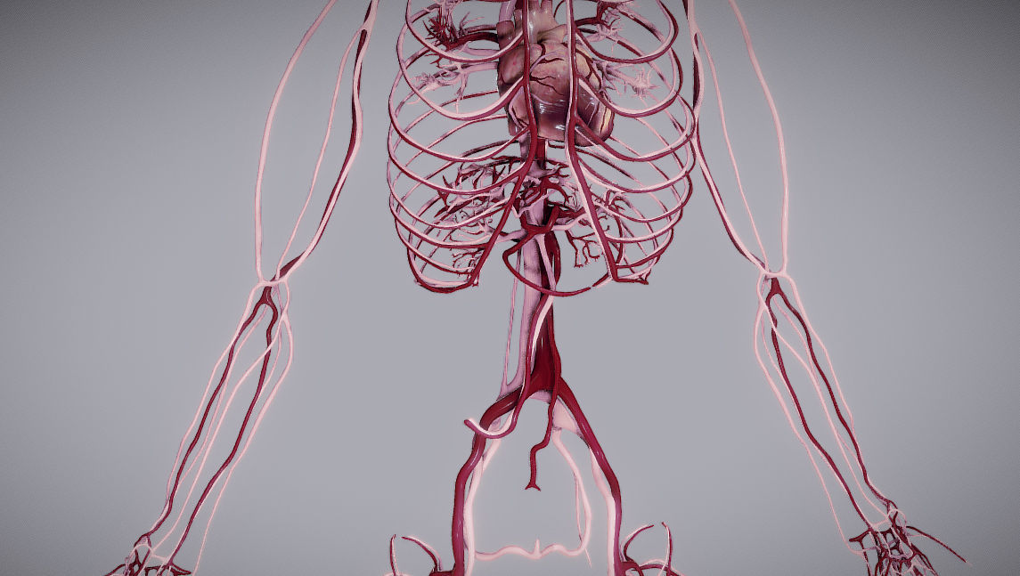 CardioVascular System Low-poly 3D model_19