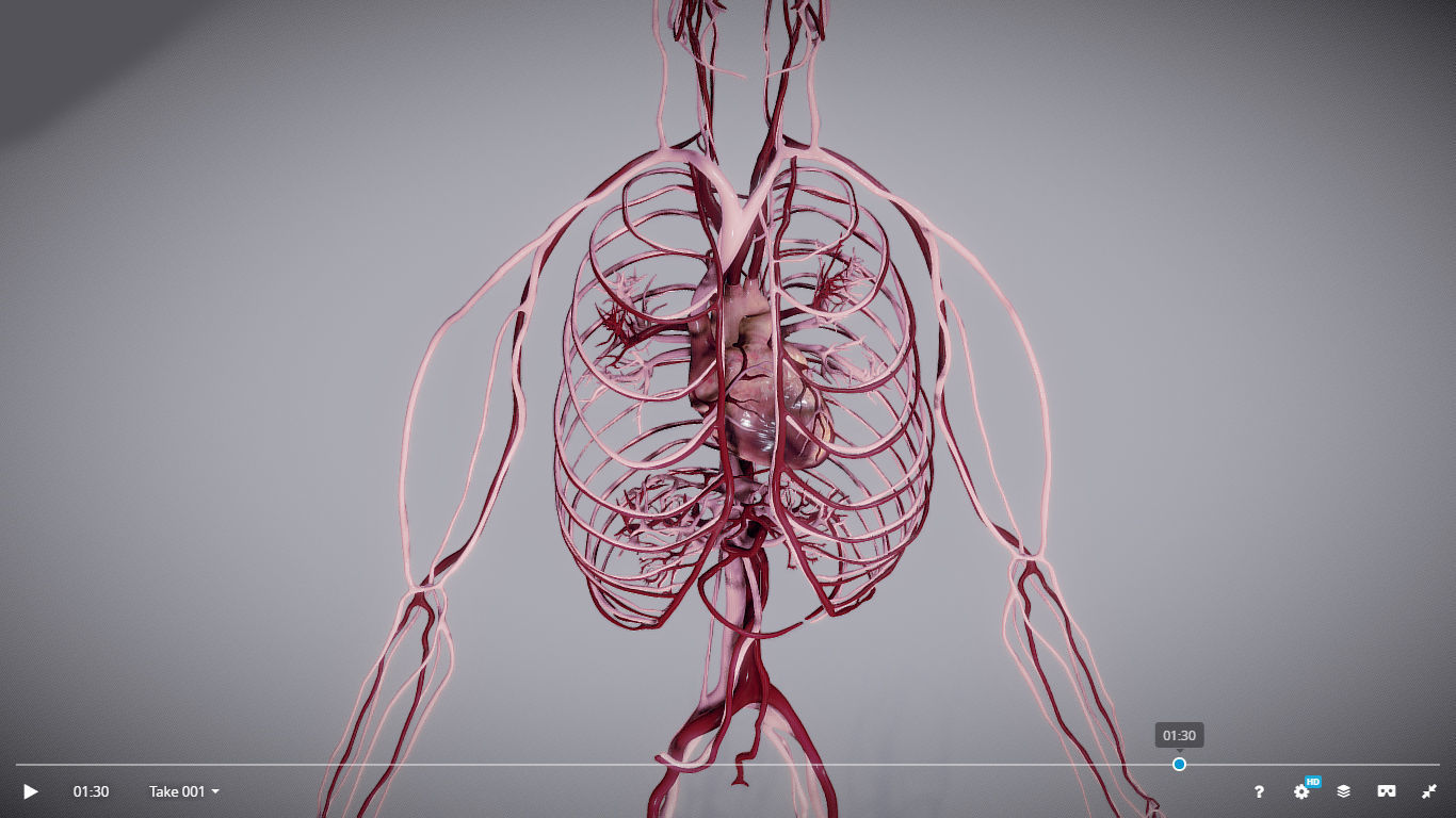 CardioVascular System Low-poly 3D model_10