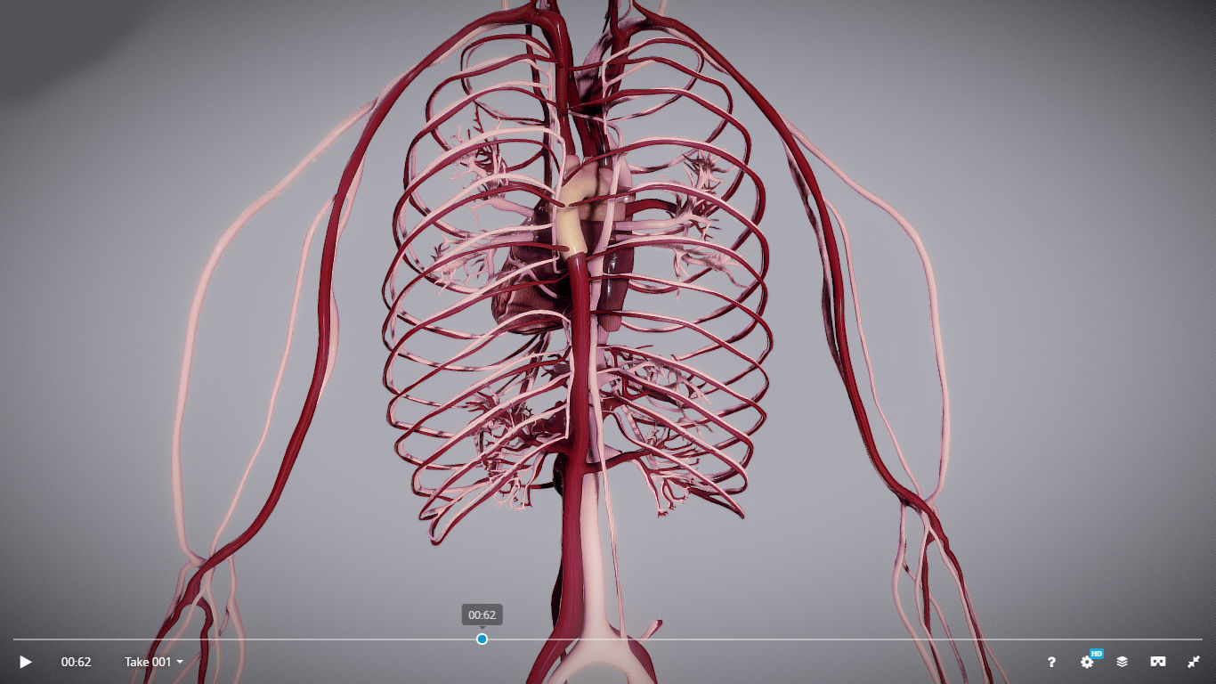 CardioVascular System Low-poly 3D model_15