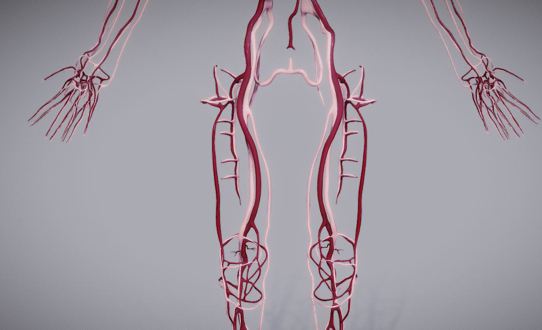 CardioVascular System Low-poly 3D model_24
