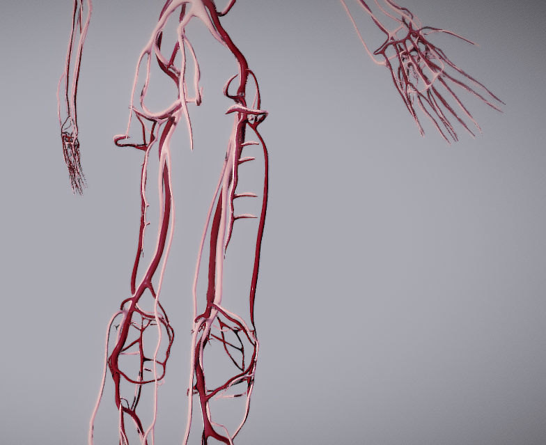 CardioVascular System Low-poly 3D model_23