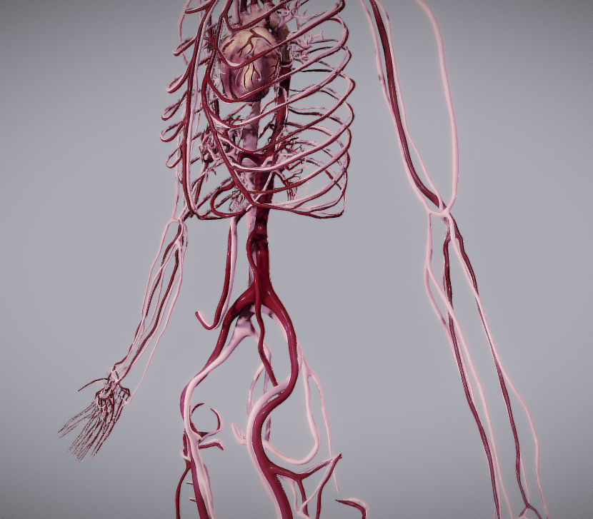 CardioVascular System Low-poly 3D model_20