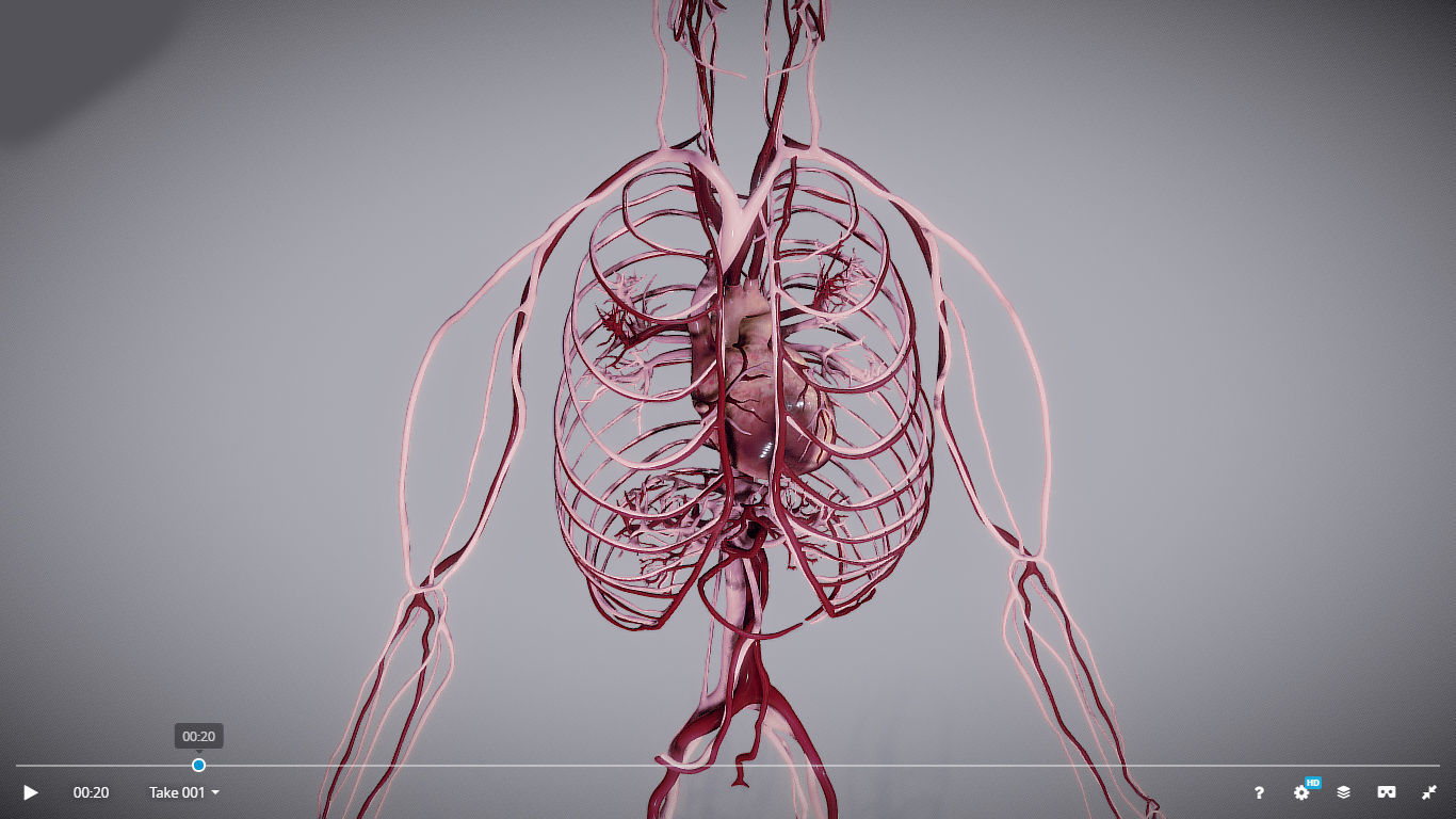 CardioVascular System Low-poly 3D model_1