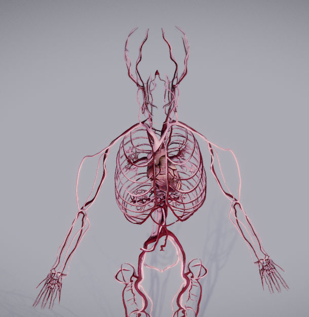 CardioVascular System Low-poly 3D model_30