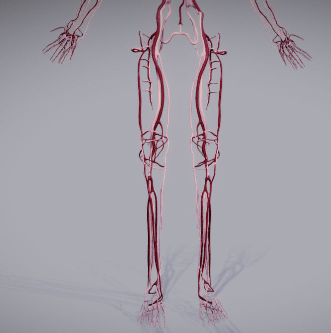CardioVascular System Low-poly 3D model_31