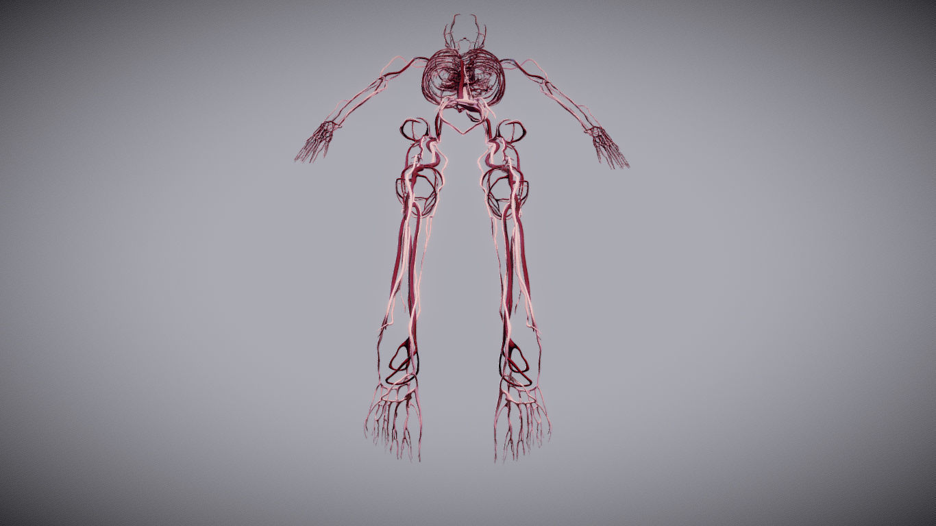 CardioVascular System Low-poly 3D model_28