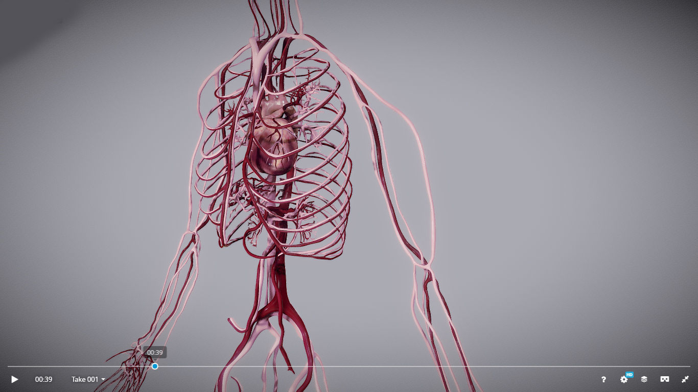 CardioVascular System Low-poly 3D model_13