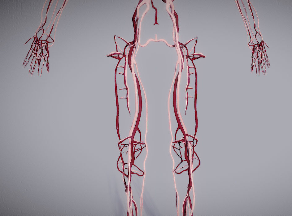 CardioVascular System Low-poly 3D model_22