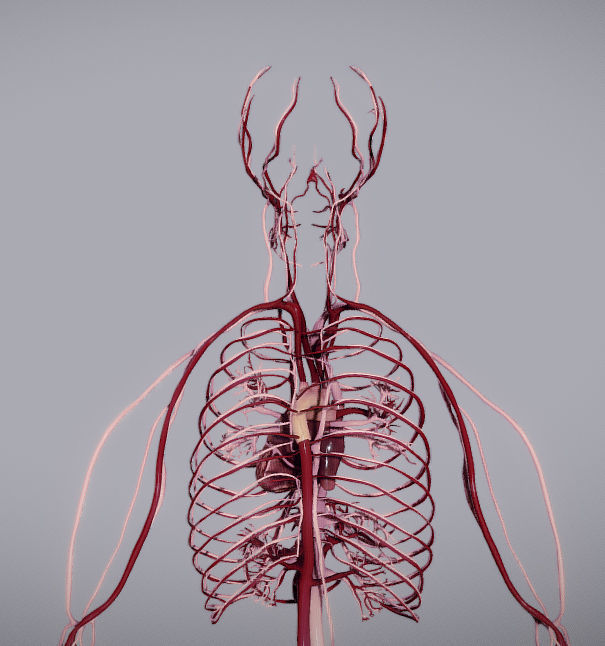 CardioVascular System Low-poly 3D model_6
