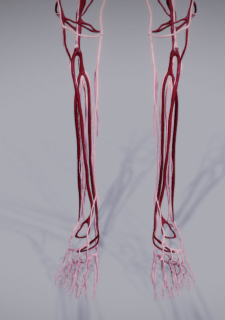 CardioVascular System Low-poly 3D model_25