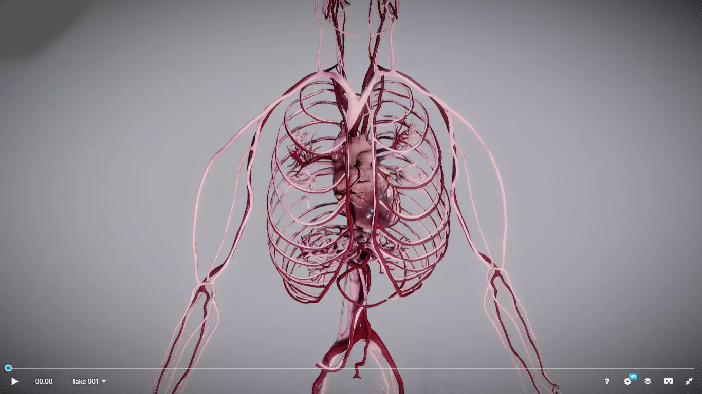 CardioVascular System Low-poly 3D model_0