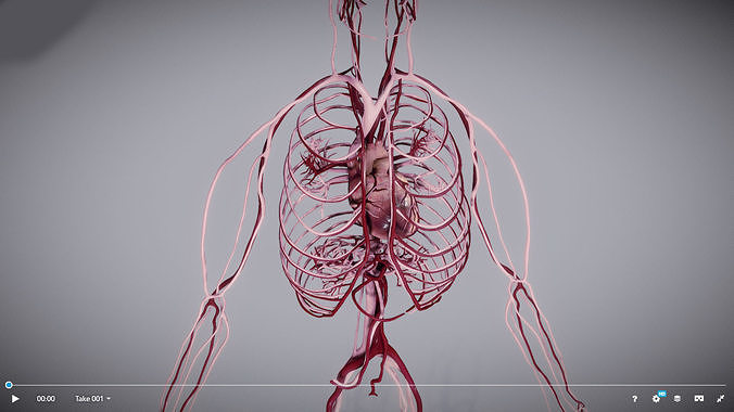 CardioVascular System Low-poly 3D model