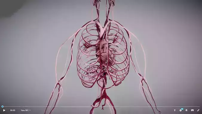 CardioVascular System Low-poly 3D model