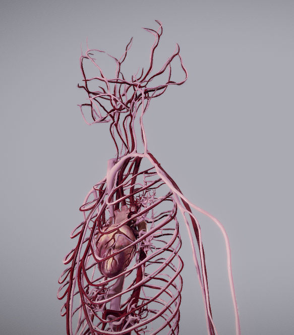 CardioVascular System Low-poly 3D model_5