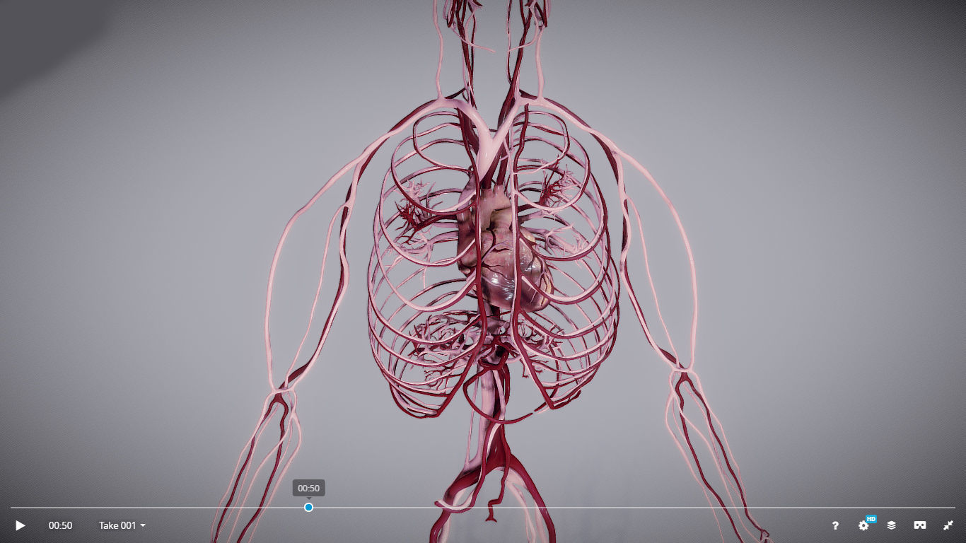 CardioVascular System Low-poly 3D model_3