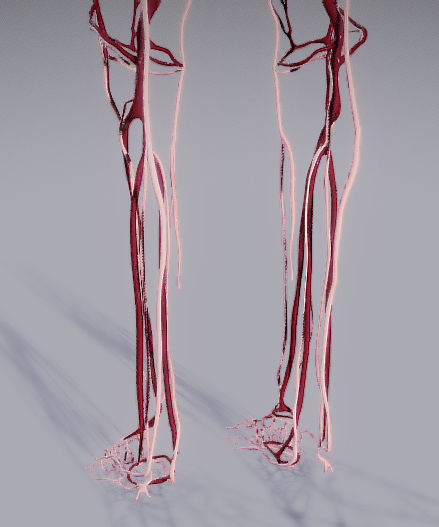 CardioVascular System Low-poly 3D model_27