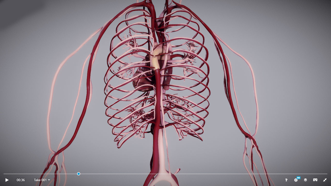 CardioVascular System Low-poly 3D model_14