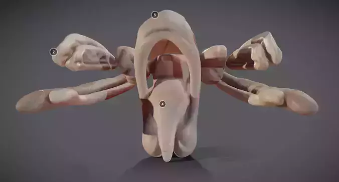 Thalamus Hypothalamus Hippocampus and Fornix Low-poly 3D model