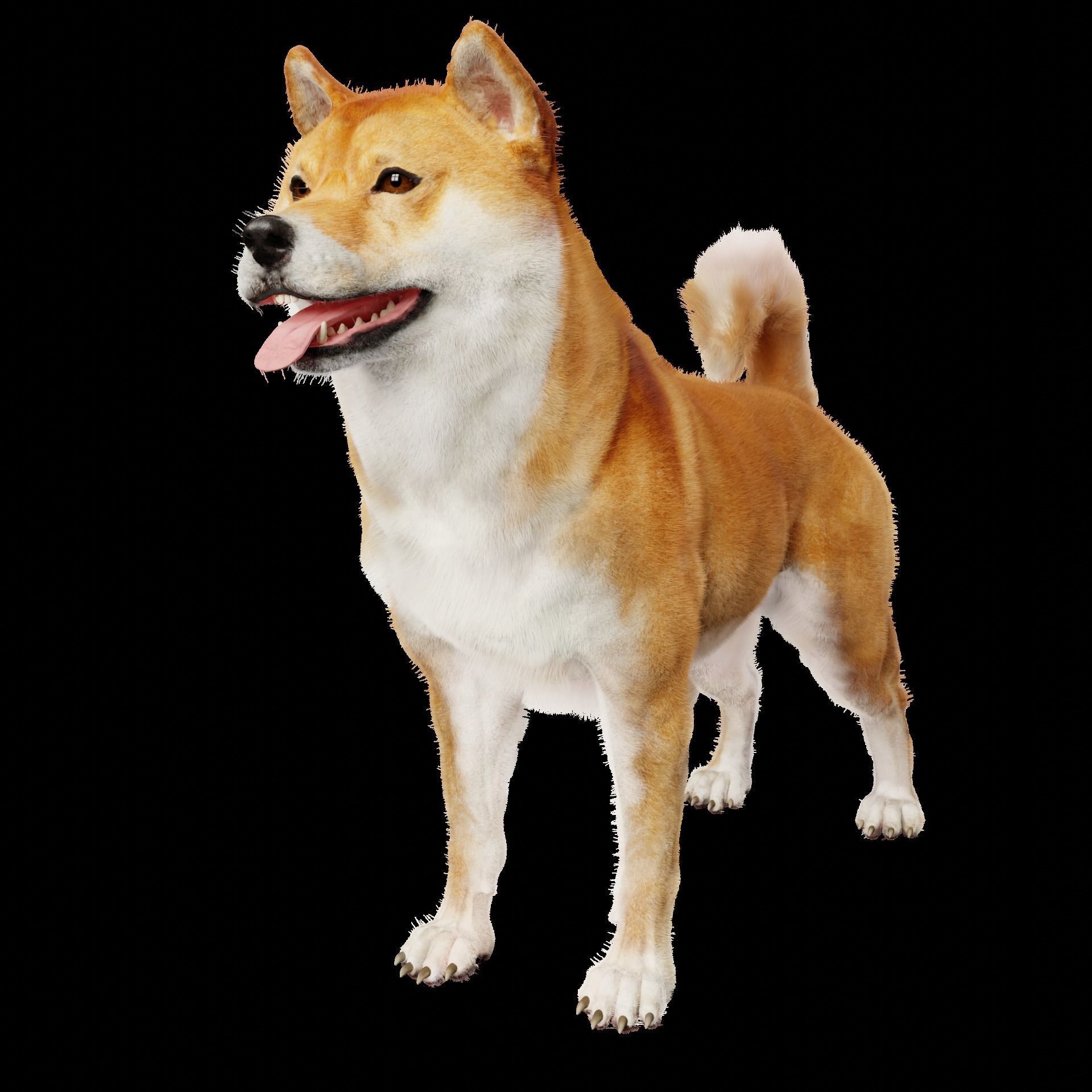 Shiba Inu Dog 3D model_4