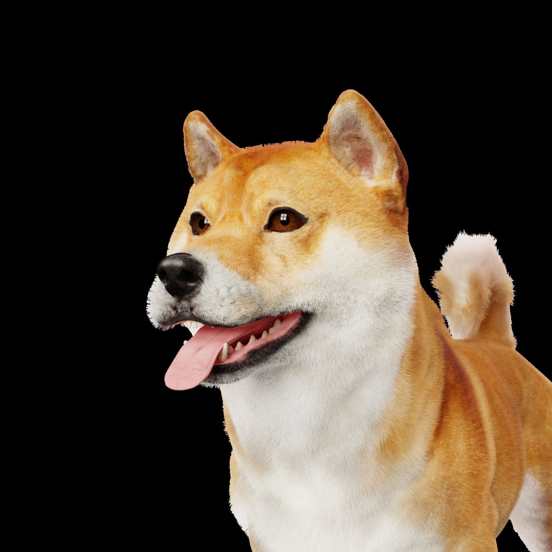 Shiba Inu Dog 3D model_2
