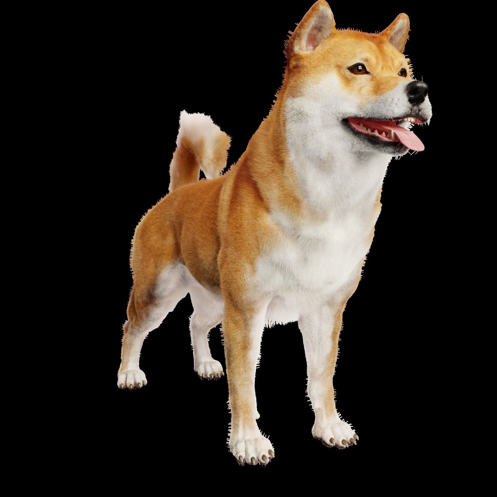 Shiba Inu Dog 3D model_5