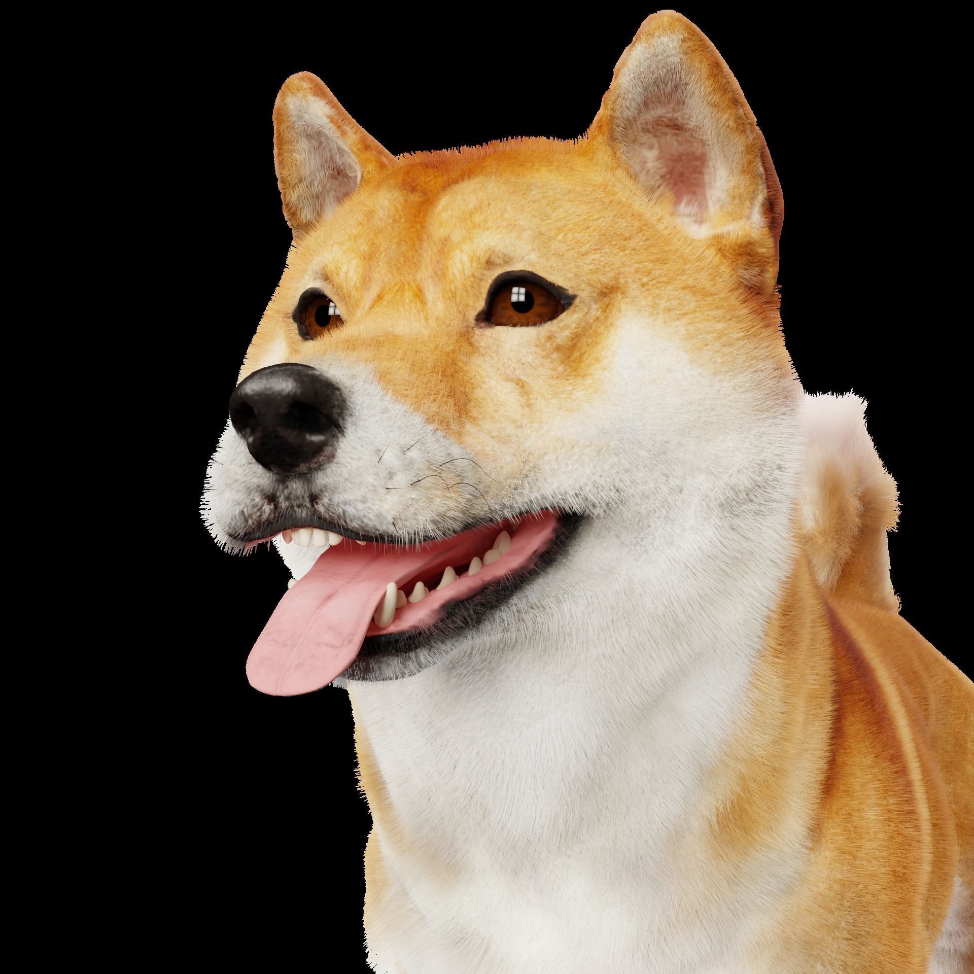 Shiba Inu Dog 3D model_1