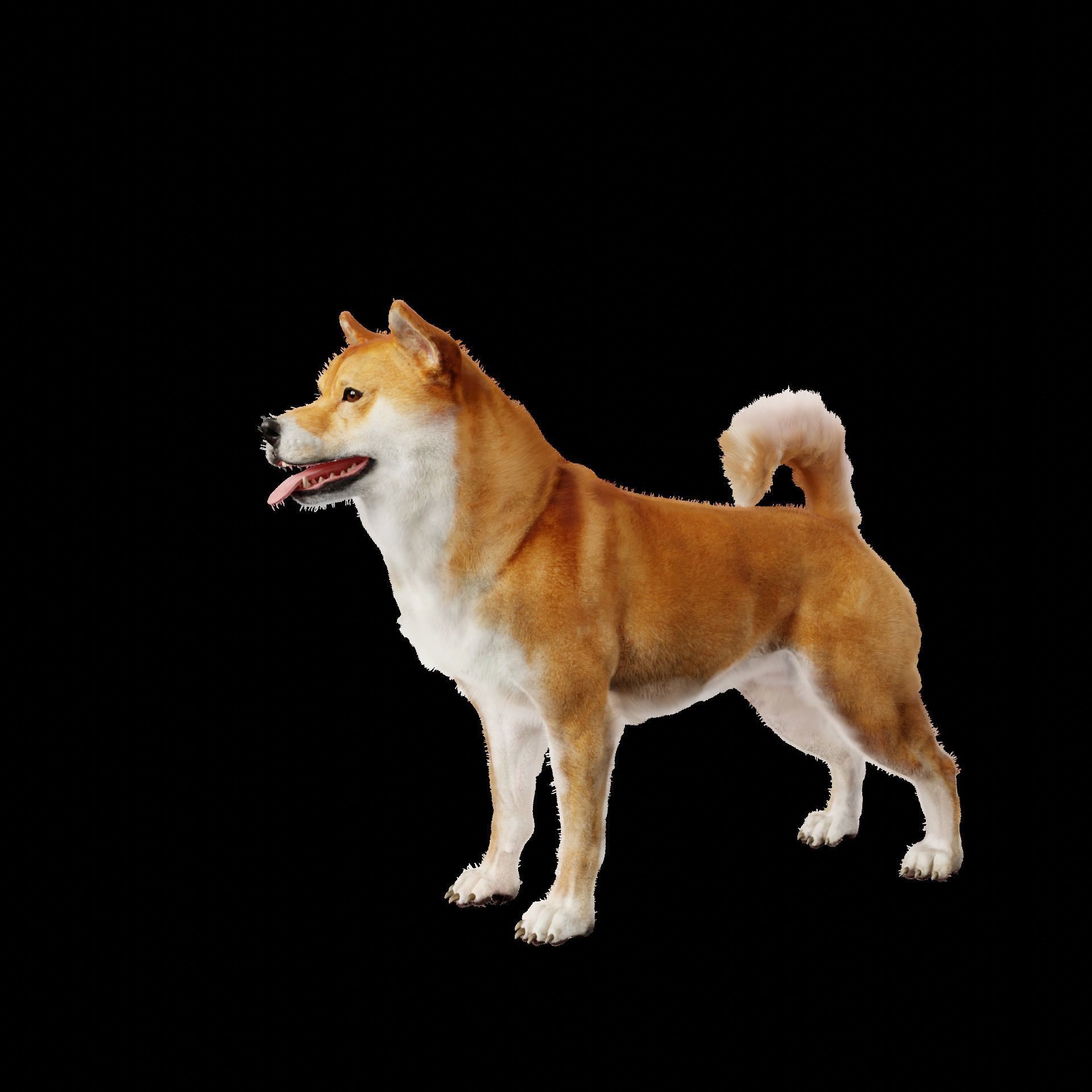 Shiba Inu Dog 3D model_3