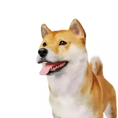 Shiba Inu Dog