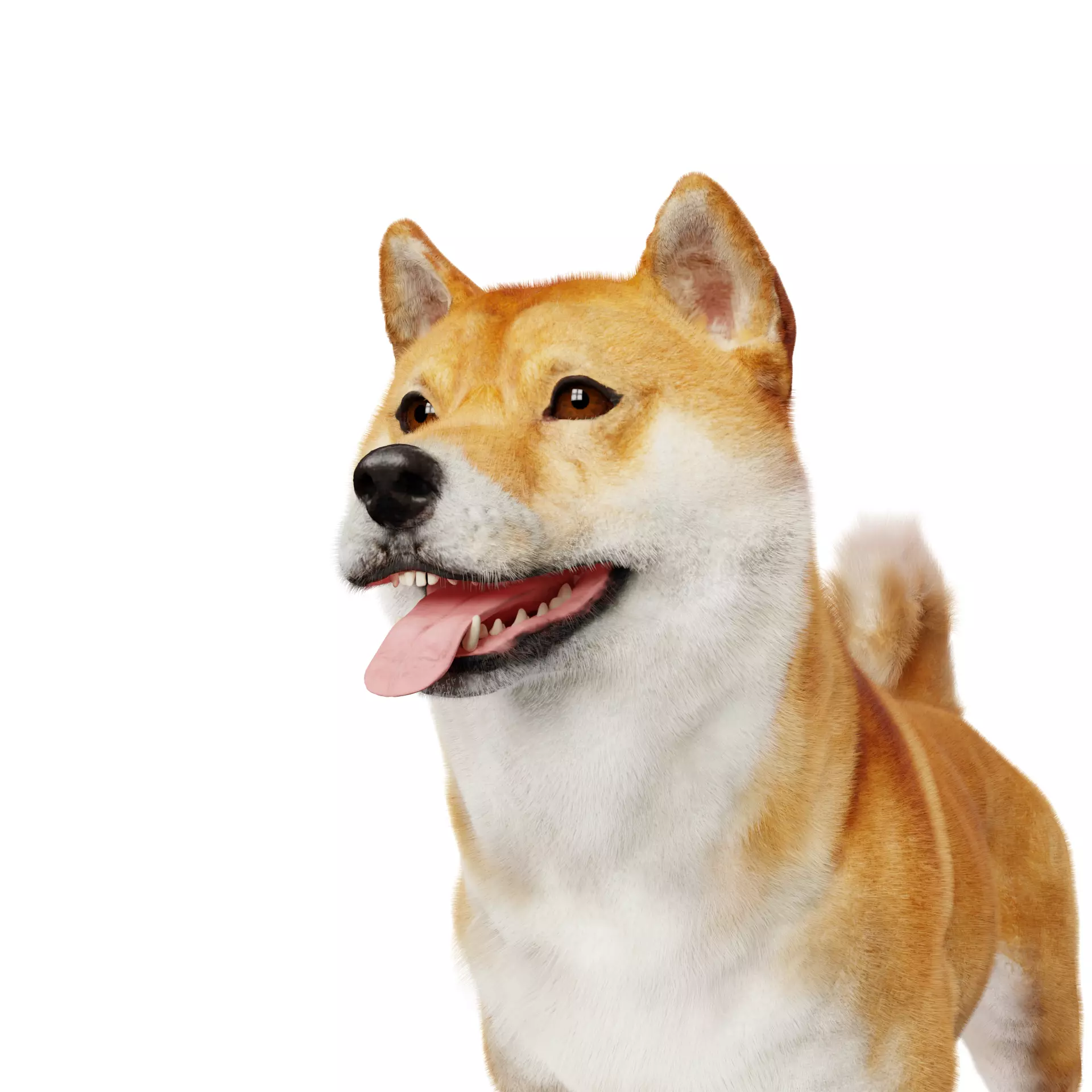 Shiba Inu Dog 3D model_0